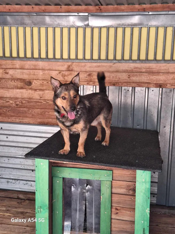 Pies do adopcji, Orzechowce, 2 sierpnia 2024 (1/5)