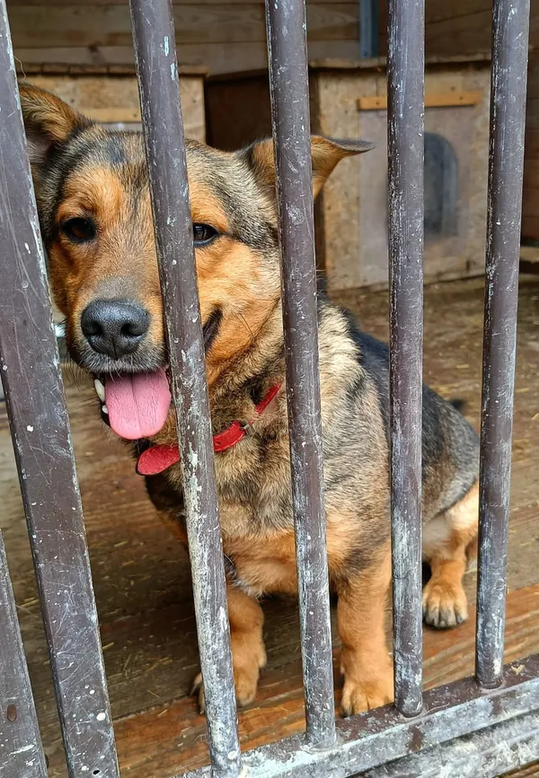 Pies do adopcji, Orzechowce, 2 sierpnia 2024 (3/5)