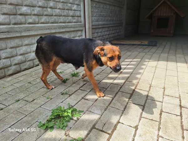 Pies do adopcji, Orzechowce, 2 sierpnia 2024 (4/5)