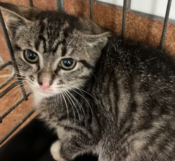 Kot do adopcji, gmina Dobra (Szczecińska), 9 lipca 2024