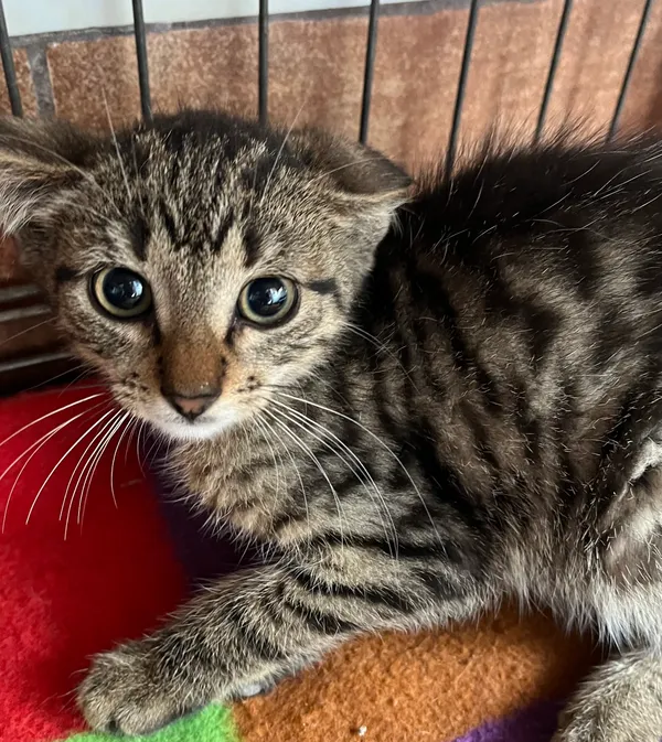 Kot do adopcji, gmina Dobra (Szczecińska), 9 lipca 2024