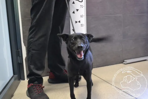 Pies do adopcji, Chełmek, 4 lipca 2024