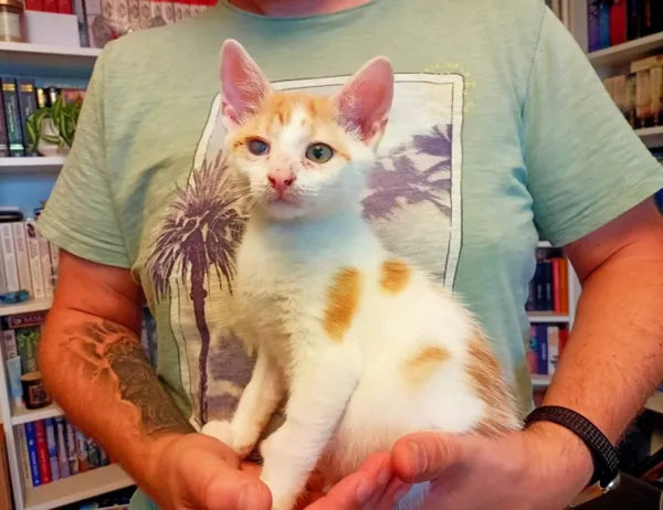 Kot do adopcji, Świdnica, 1 lipca 2024