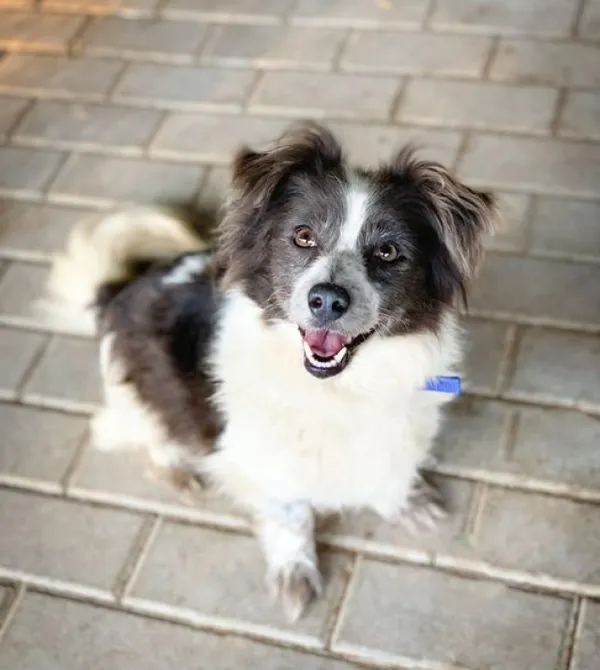 Pies do adopcji, Konin, 17 czerwca 2024