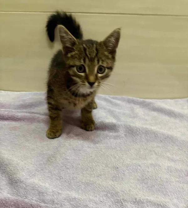 Znaleziono kota, Czartki, 2 sierpnia 2024