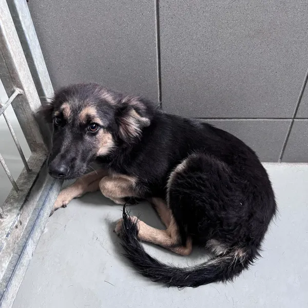 Pies do adopcji, Kielce, 3 sierpnia 2024