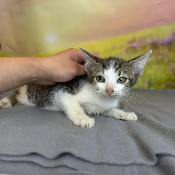 Kot do adopcji, Kielce, 3 sierpnia 2024