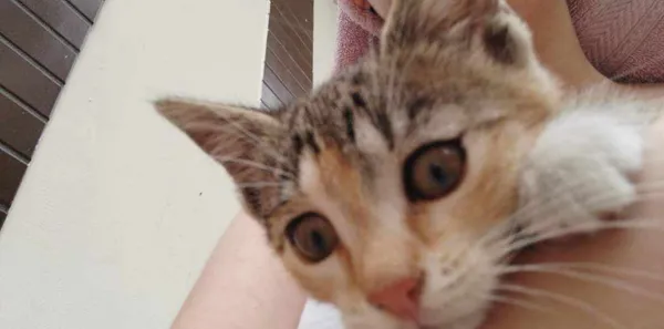 Zaginął kot, Kalisz, Ogrody, 3 sierpnia 2024 (1/5)