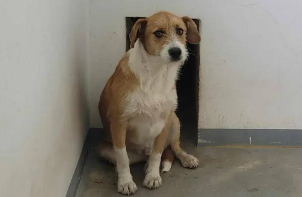 Znaleziono psa, Toruń, 2 sierpnia 2024