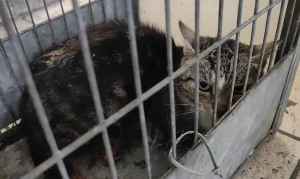 Znaleziono kota, Toruń, 2 sierpnia 2024