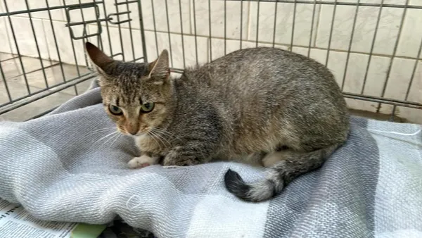 Znaleziono kota, Toruń, 1 sierpnia 2024