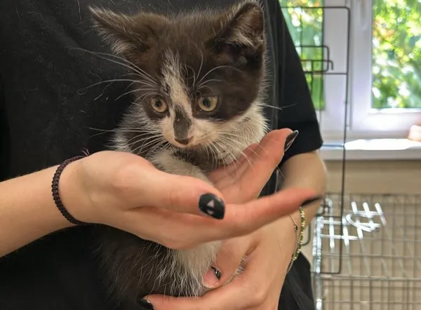 Znaleziono kota, Toruń, 1 sierpnia 2024