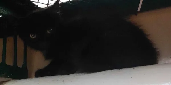 Znaleziono kota, Toruń, 1 sierpnia 2024