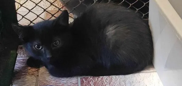 Znaleziono kota, Toruń, 1 sierpnia 2024