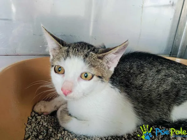 Kot do adopcji, Racławice, 2 sierpnia 2024 (1/2)