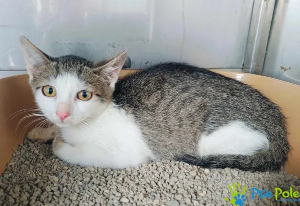 Kot do adopcji, Racławice, 2 sierpnia 2024 (2/2)