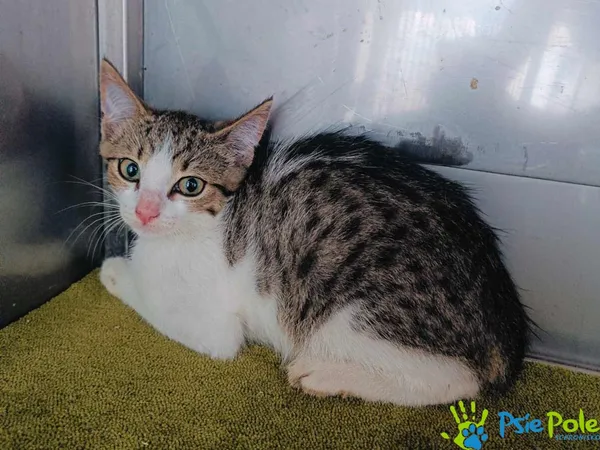 Kot do adopcji, Racławice, 2 sierpnia 2024 (1/4)