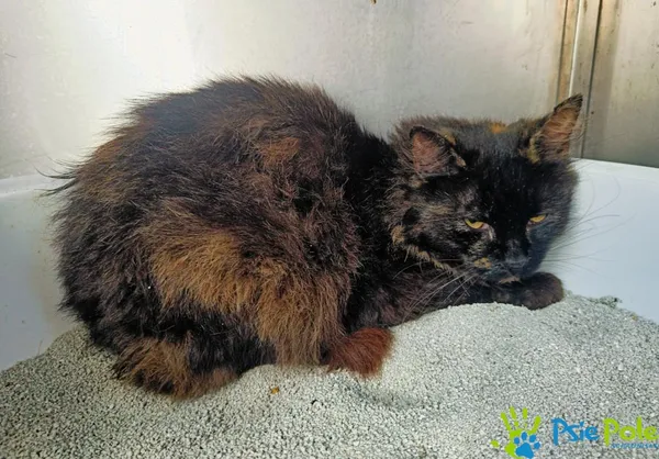 Kot do adopcji, Racławice, 29 lipca 2024 (2/2)