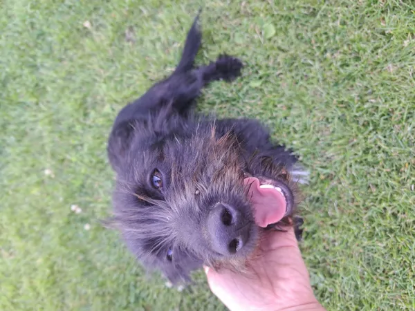 Znaleziono psa, Łódź, 4 sierpnia 2024