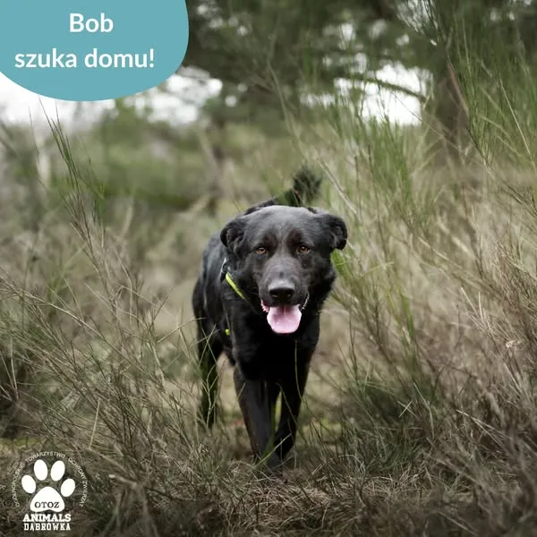 Znaleziono psa, Dąbrówka, 4 kwietnia 2025 (3/5)