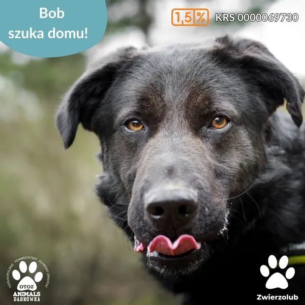 Znaleziono psa, Dąbrówka, 4 kwietnia 2025 (5/5)