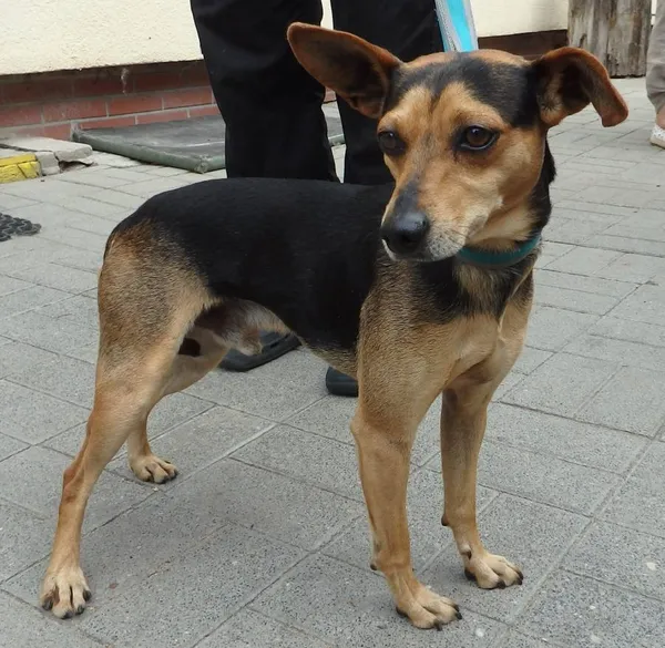 Znaleziono psa, Łódź, 4 sierpnia 2024 (2/2)