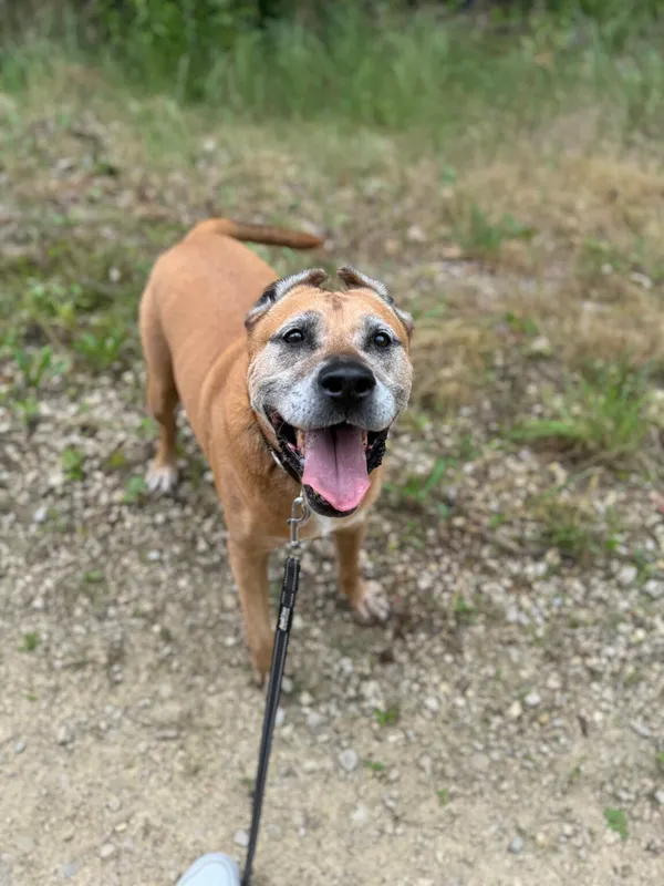 Pies do adopcji, Oświęcim, 4 sierpnia 2024 (2/5)