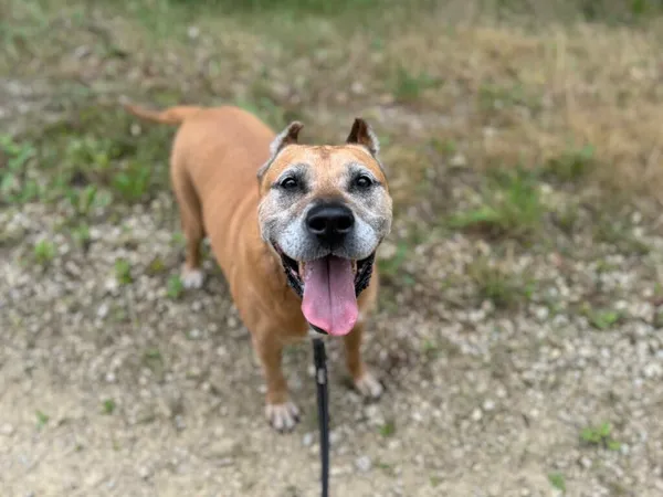 Pies do adopcji, Oświęcim, 4 sierpnia 2024 (4/5)