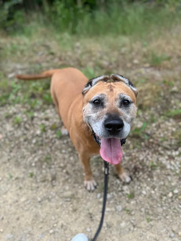 Pies do adopcji, Oświęcim, 4 sierpnia 2024 (5/5)