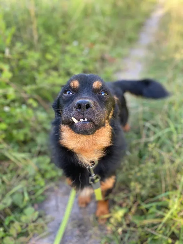 Pies do adopcji, Oświęcim, 4 sierpnia 2024 (1/5)