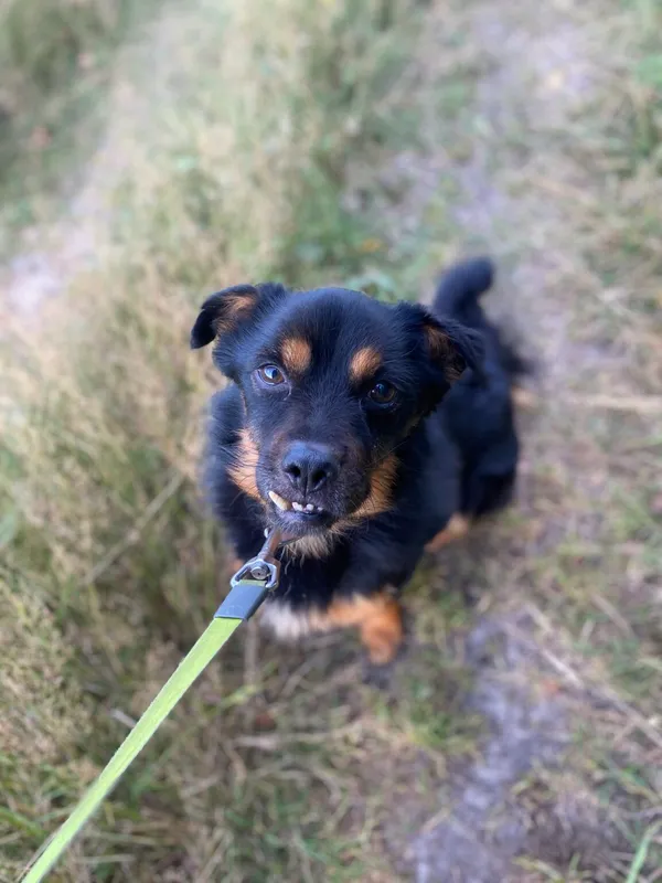 Pies do adopcji, Oświęcim, 4 sierpnia 2024 (3/5)