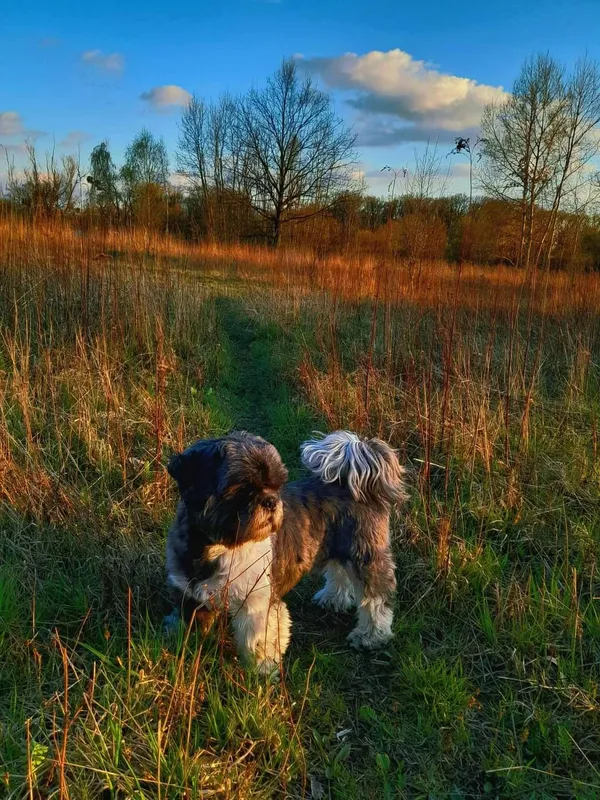 Zaginął pies, Brzeg Dolny, 4 sierpnia 2024 (1/3)