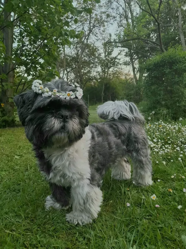 Zaginął pies, Brzeg Dolny, 4 sierpnia 2024 (3/3)