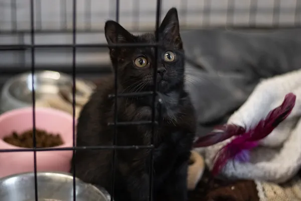 Znaleziono kota, Sosnowiec, 4 sierpnia 2024 (3/3)