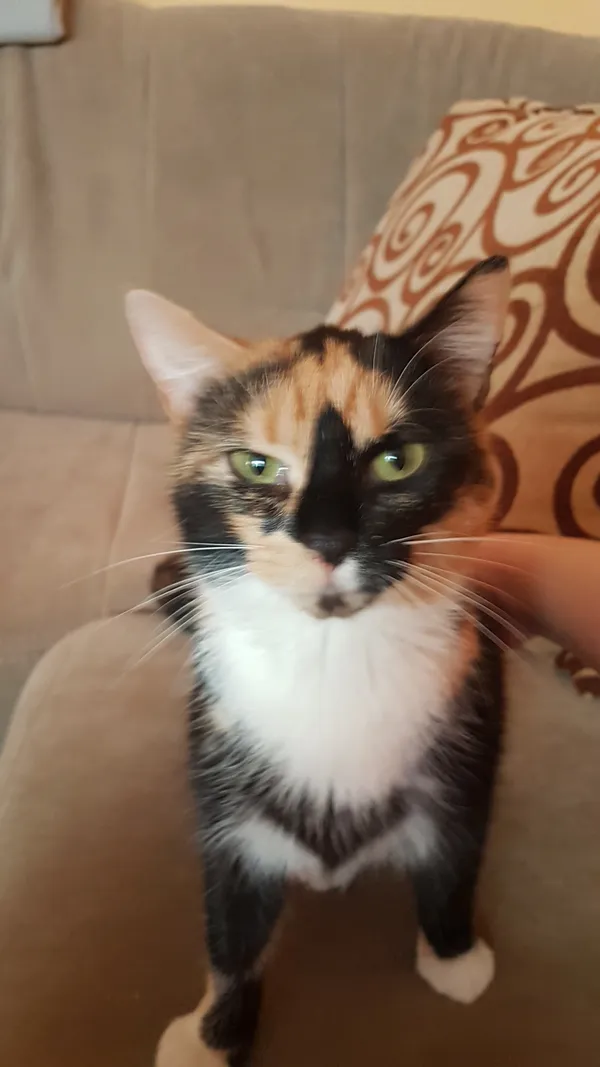 Zaginął kot, Strzegom, 5 sierpnia 2024 (1/5)