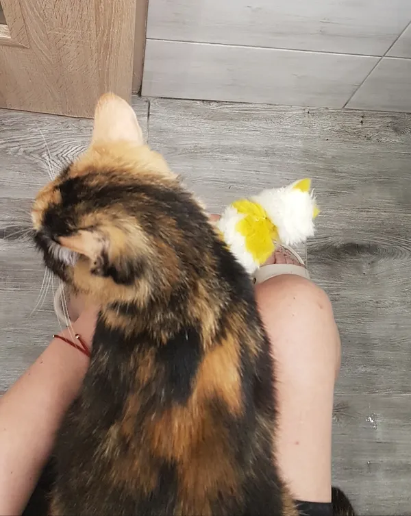 Zaginął kot, Strzegom, 5 sierpnia 2024 (4/5)