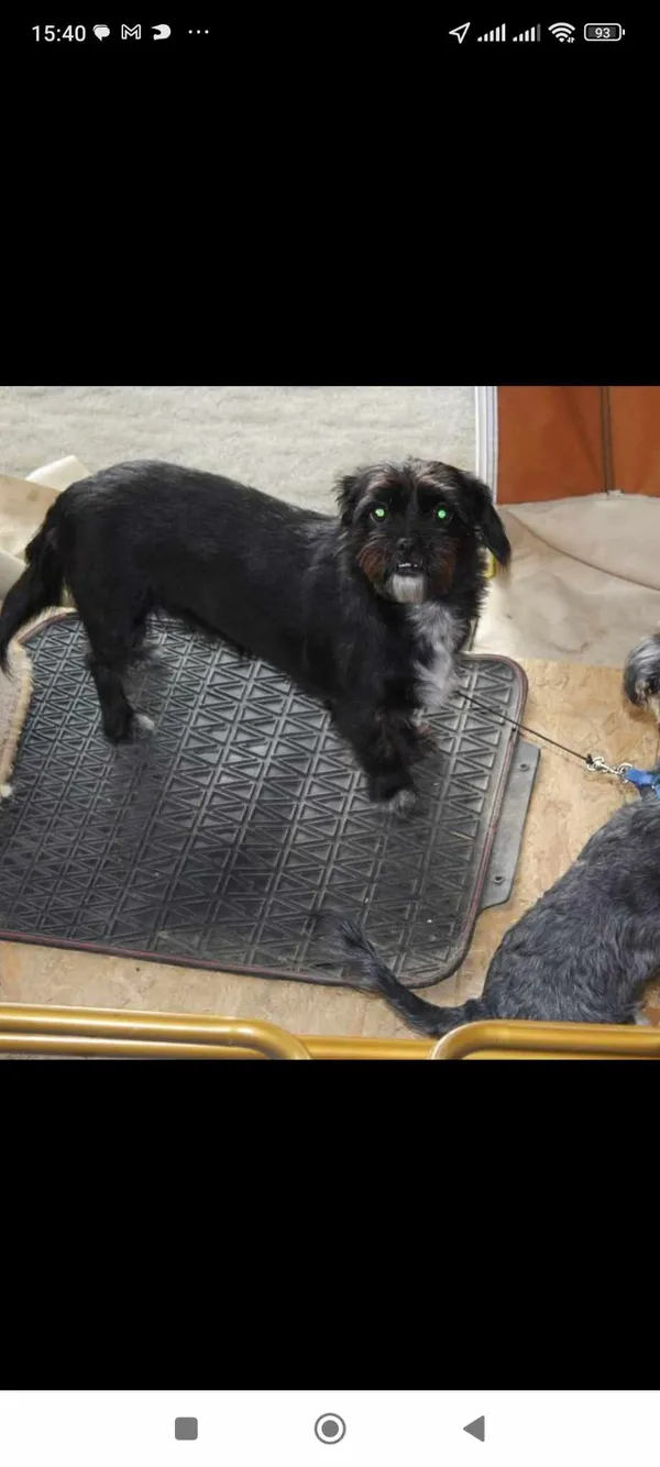 Zaginął pies, Radzików, 5 sierpnia 2024 (1/2)