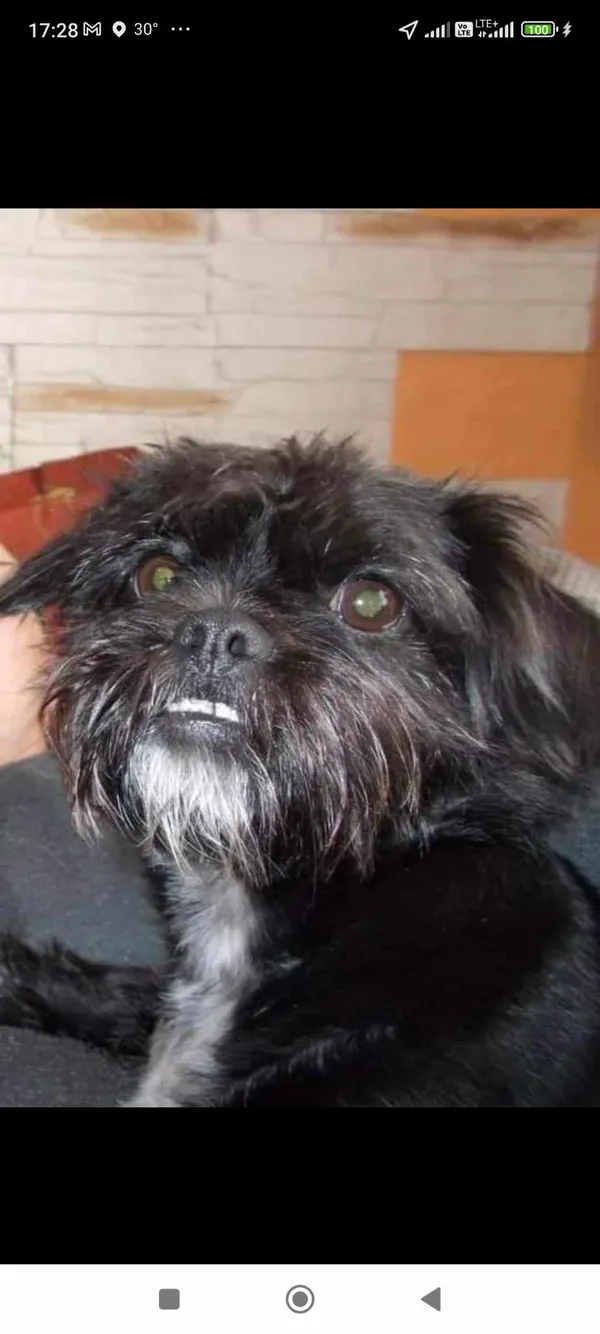 Zaginął pies, Radzików, 5 sierpnia 2024 (2/2)