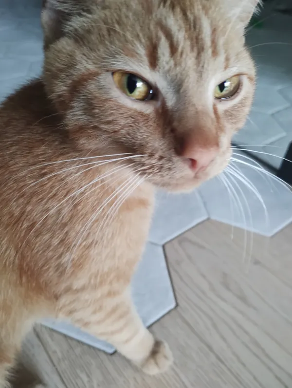 Znaleziono kota, Lublin, Ponikwoda, 5 sierpnia 2024