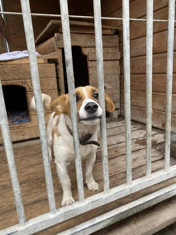 Pies do adopcji, Rytlów, 5 sierpnia 2024