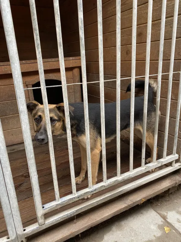 Pies do adopcji, Rytlów, 5 sierpnia 2024