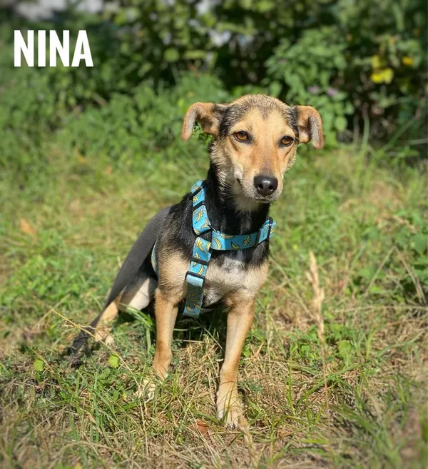 Pies do adopcji, Rytlów, 5 sierpnia 2024