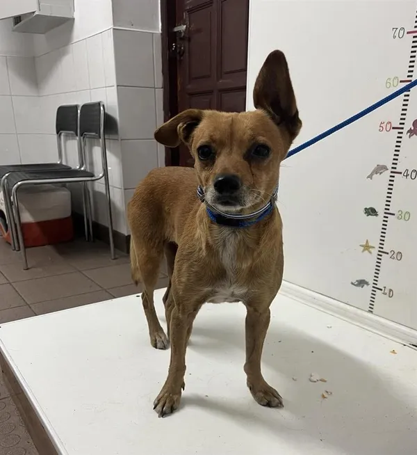 Znaleziono psa, Bytom, 5 sierpnia 2024 (1/2)