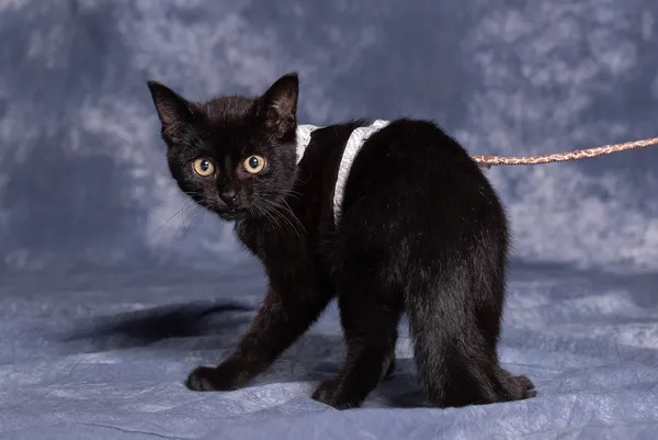 Kot do adopcji, Gdańsk, 14 lipca 2024