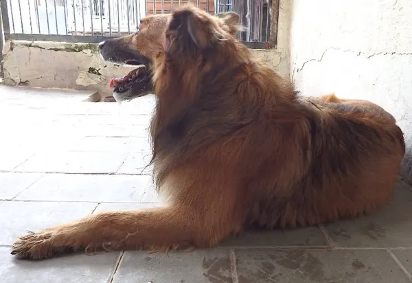 Znaleziono psa, Łódź, 5 sierpnia 2024 (1/2)