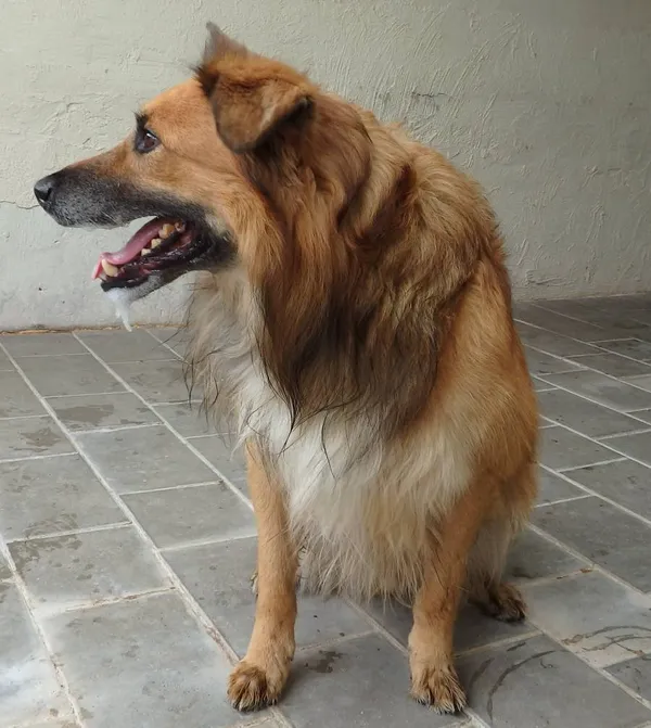 Znaleziono psa, Łódź, 5 sierpnia 2024 (2/2)