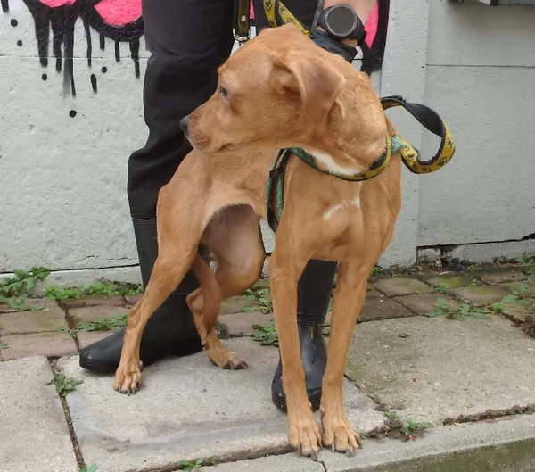 Znaleziono psa, Łódź, 5 sierpnia 2024 (1/2)