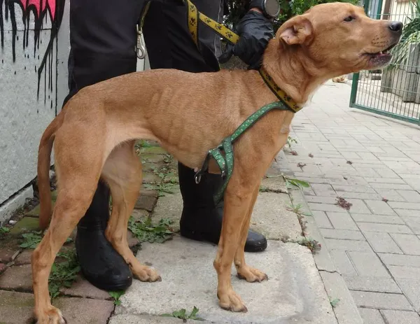 Znaleziono psa, Łódź, 5 sierpnia 2024 (2/2)