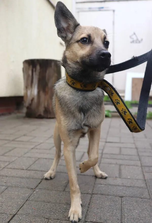 Znaleziono psa, Łódź, 5 sierpnia 2024 (2/3)