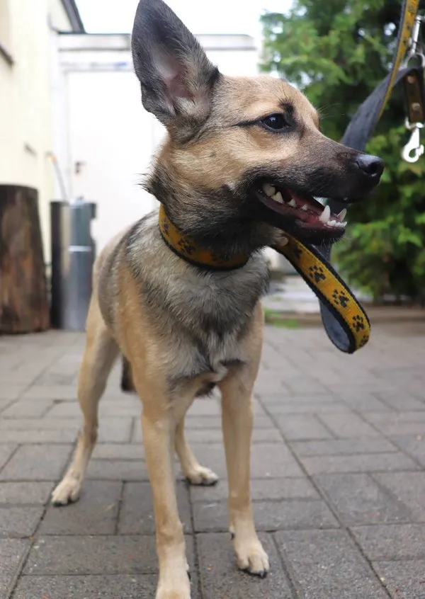 Znaleziono psa, Łódź, 5 sierpnia 2024 (3/3)